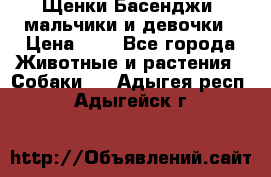 Щенки Басенджи ,мальчики и девочки › Цена ­ 1 - Все города Животные и растения » Собаки   . Адыгея респ.,Адыгейск г.